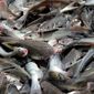 ASSOCIATED PRESS PHOTOGRAPHS
Catfish from the Mississippi Delta compete with those raised in Asia. Rising costs associated with feed, fuel and transportation have forced many Delta catfish farmers to scale back operations.