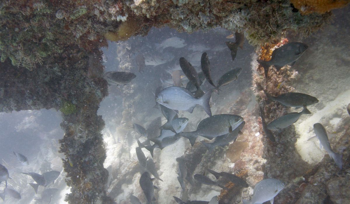 NextImg:Wreckage in Florida Keys ID’d as British warship from 1700s