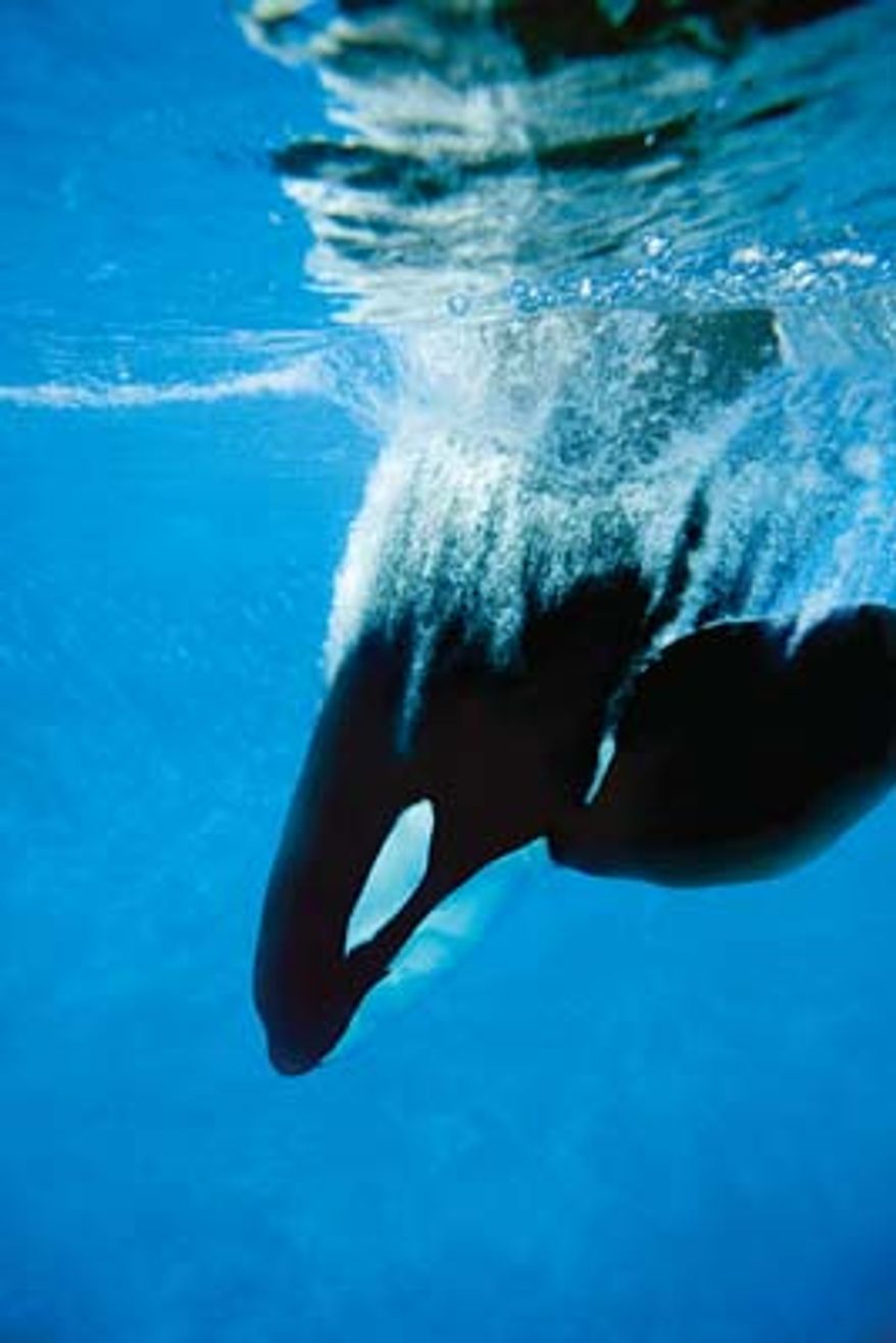Shamu in "Believe," SeaWorld Orlando Florida