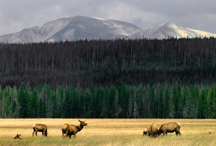 A herd of elk, the target of a livestock disease elimination program, graze in Yellowstone National Park. (Associated Press)