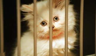 A kitten looks out of her small cage at the Prince William County Animal Shelter in Manassas, Va. (The Washington Times)  