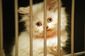 cats.jpg