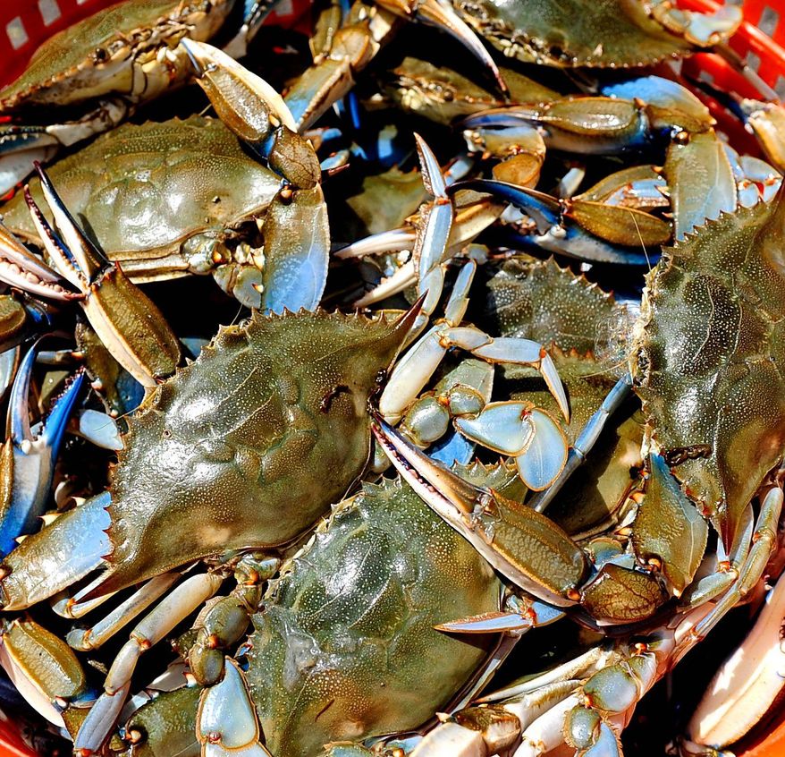 Chesapeake Bay blue crabs (The Washington Times)