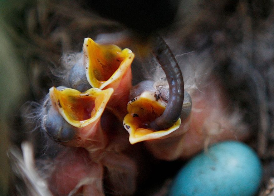 ASSOCIATED PRESS
A robin feeds a large worm to its nest of baby robins as they begin to hatch in a nest in a bush by the White House press briefing room on Friday.