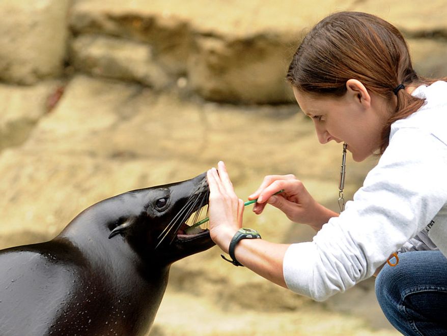 ** FILE ** Rebecca Miller, an animal keeper at the National Zoo, brushes the teeth of Summer the seal. The seals get their teeth brushed every day with a regular toothbrush and seafood-flavored toothpaste. (Barbara L. Salisbury/The Washington Times)