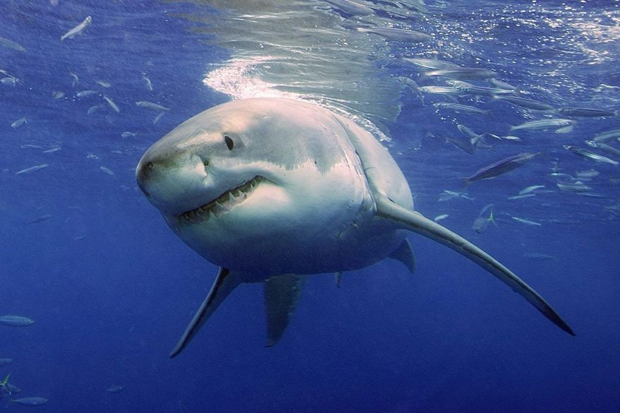 A great white shark cruises underwater in search of prey off Guadalupe, Mexico. A new study shows that great whites stalk specific victims and learn from their experiences. (Associated Press) ** FILE **