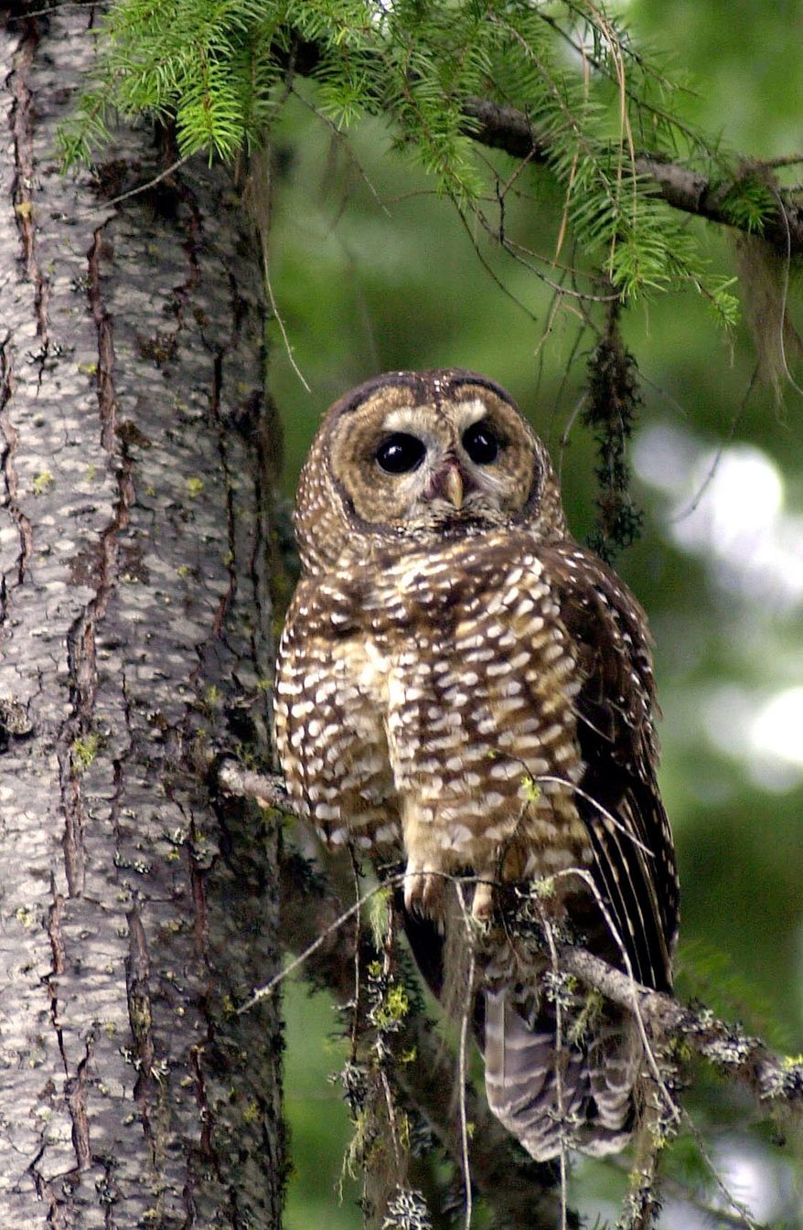 ** FILE ** A northern spotted owl sits on a tree in the Deschutes National Forest in Oregon in this 2003 photo. The Obama administration is withdrawing the Bush administration's last attempt at increasing logging in Northwest forests occupied by northern spotted owls and salmon. Assistant Interior Secretary Ned Farquhar told a conference call of attorneys on Thursday, July 16, 2009, that they had determined the U.S. Bureau of Land Management's decision not to consult federal biologists over the logging's effects on spotted owls and salmon violated the Endangered Species Act. (AP Photo/File)
