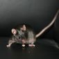 ** FILE ** This mouse was produced from stem cells coaxed from skin tissue of adult mice and then reprogrammed. Two teams of Chinese scientists have made a major advance in the development of a new kind of stem cell that doesn&#39;t involve destroying embryos. (AP Photo/Nature, Dr. Qi Zhou)
