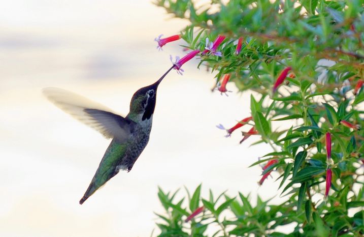 getty images
A Hummingbird feeds.