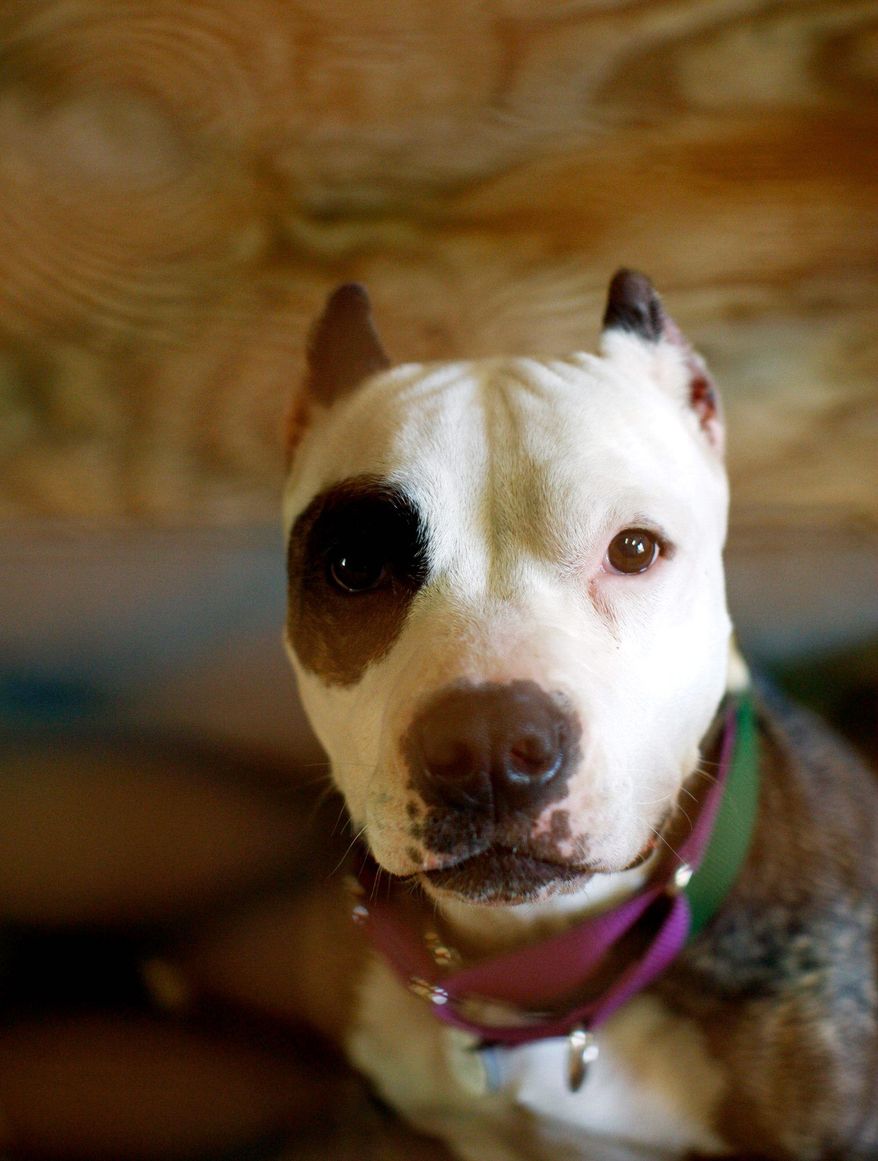 ASSOCIATED PRESS
Naja is a young pit bull at the Villalobos Rescue Center.
