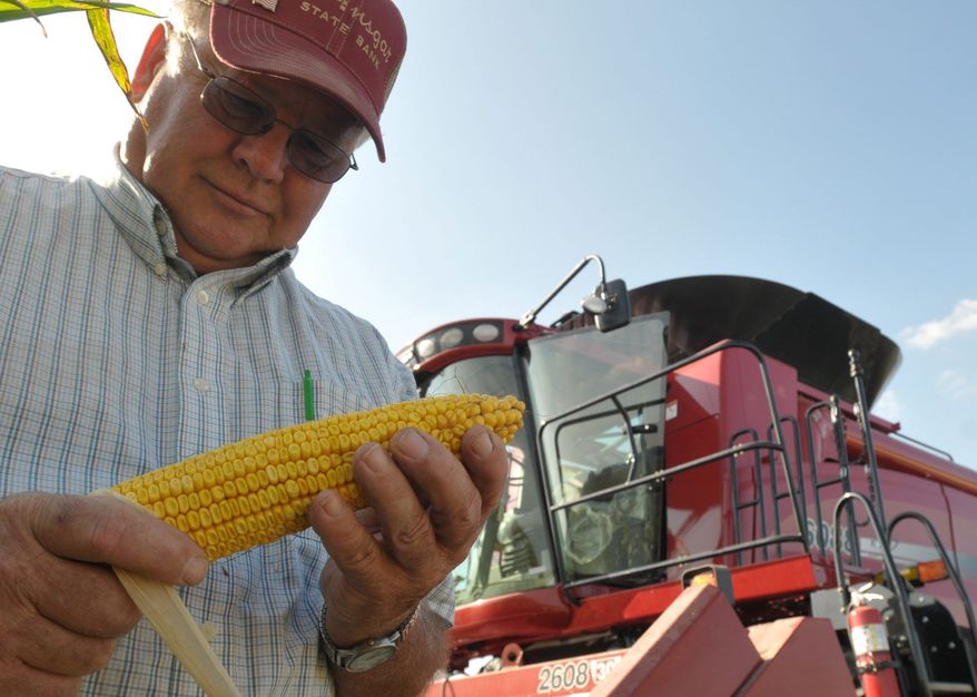 **FILE** Doug Kleckner inspects an ear of corn on his farm near St. Ansgar, Iowa, on Sept. 15, 2009. (Associated Press)
