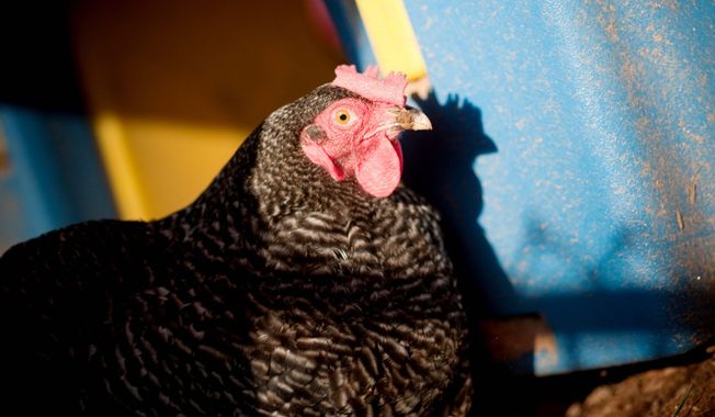 A chicken hangs out under the playset in the backyard of the Silver Spring, Md., home that she shares with two other hens and a human family of five.