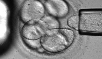 A single cell is removed from a human embryo to be used in generating embryonic stem cells for scientific research. (Associated Press) ** FILE **