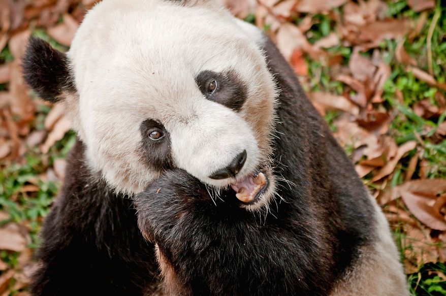 **FILE** Giant Panda Tai Shan eats an apple in his enclosure in the National Zoo in Northwest Washington on Friday, but will be leaving his parents early next year to breed in China. He was born in the Smithsonian park. (Allison Shelley/The Washington Times)