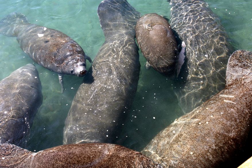 Manatees gather in the warm water discharged from the Florida Power and Light Co.'s Riviera Beach power plant into the Intracoastal Waterway during recent cold weather. (Associated Press)