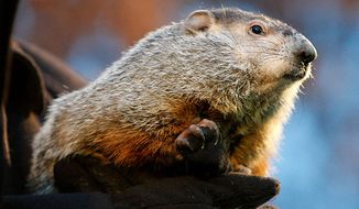 Punxsutawney Phil after emerging from his burrow on Gobblers Knob in Punxsutawney, Pa., to see his shadow and forecast six more weeks of winter weather Tuesday, Feb. 2, 2010.  (AP Photo/Gene J. Puskar)