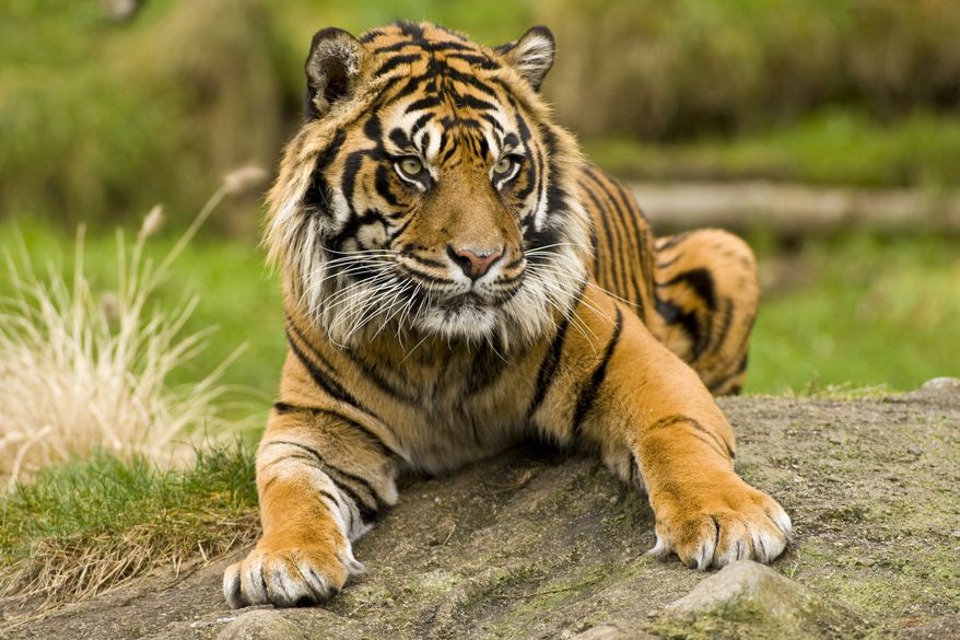 A female Sumatran tiger, "Jaya," is shown in this 2009 file photo. Point Defiance Zoo and Aquarium in Tacoma, Wash., announced that Jaya is pregnant and is expected to give birth to at least two cubs later in the month of May, 2010. (AP Photo/Point Defiance Zoo, John Froschauer)