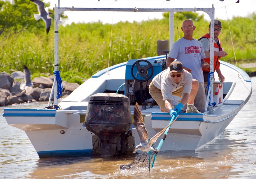 U.S. Fish and Wildlife biologist Michael Sealy tries to net a oiled gull near Venice at the mouth of the Mississippi River near the Gulf of Mexico, while boat captain Herman DeMoll, Jr. second right, and U.S. Fish and Wildlife firefighter John Hawkins look on Monday, May 31, 2010. (AP Photo/The Times-Picayune, Matthew Hinton)