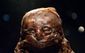 mummies_1737