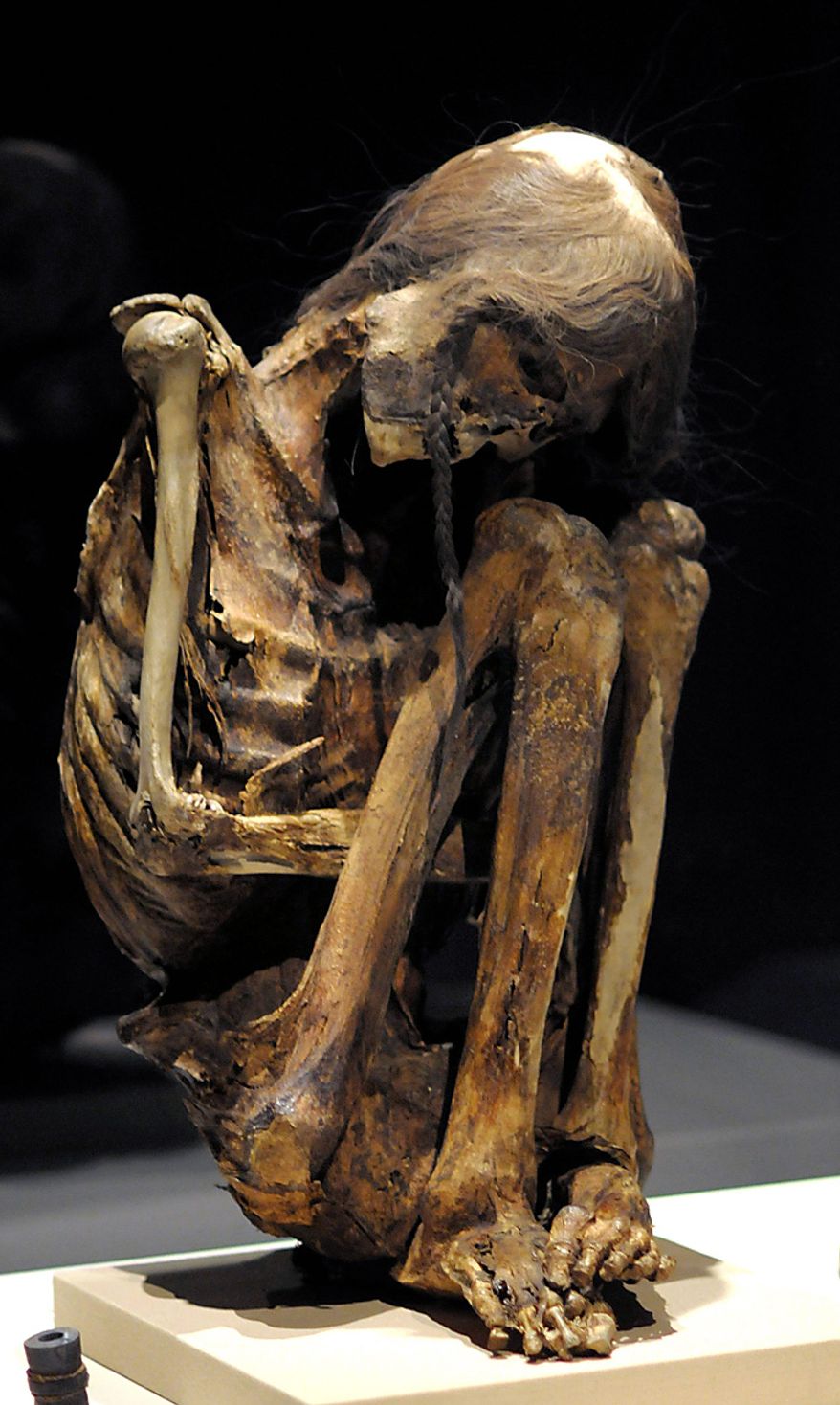 In this June 28, 2010 photo, an adult male mummy from the Pre-Columbian Atacama Desert in present-day Chile is displayed at the new Mummies of the World exhibit at the California Science Center in Los Angeles. The 45 mummies and 95 artifacts in the show come from 15 museums in seven countries, said Marc Corwin, CEO of American Exhibitions Inc. The show opens Thursday at the California Science Center, then will go on a three-year tour across the country. (AP Photo/Adam Lau)