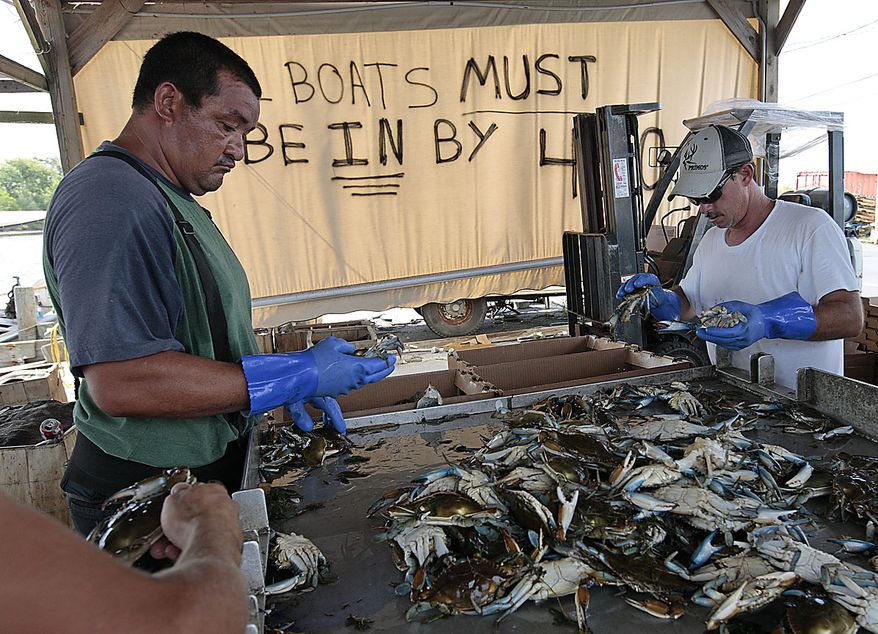 Fishermen continue to sort a load of blue crabs after hearing about the Deepwater Horizon oil spill being capped in Hopedale, La., Thursday, July 15, 2010. BP finally choked off the flow of oil into the Gulf of Mexico on Thursday -- 85 days and up to 184 million gallons after the crisis unfolded, then began a tense 48 hours of watching to see whether the capped-off well would hold or blow a new leak. (AP Photo/Dave Martin)