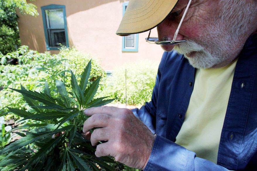 Associated Press
Len Goodman inspects one of his marijuana plants near Santa Fe, N.M. He is one of 11 growers approved by New Mexico to produce pot for the state's 2,000 medical marijuana patients.