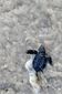 turtle_3604