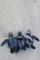 turtle_3605