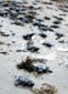 turtle_3606