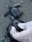 turtle_3607