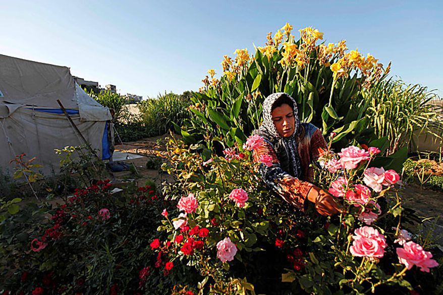Palestinian Wafa Awaja, 34, takes care of flowers in her garden outside the makeshift structures that house her family, in Beit Lahiya, northern Gaza Strip, Thursday, June 10, 2010. The Awajas are among thousands of families whose houses were destroyed during Israel's three-week military offensive against Hamas-ruled Gaza, launched in December 2008 with the aim of halting Hamas rocket attacks. An Israeli forces bulldozer flattened the Awajas' house and as the family tried to flee, bullets hit Wafa, her husband Kamal and their 8-year-old son Ibrahim, who bled to death in the street. (AP Photo/Lefteris Pitarakis)