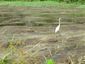 Gulf_Oil_Spill_Migratory_Birds.sff.jpg