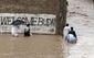 flood_418