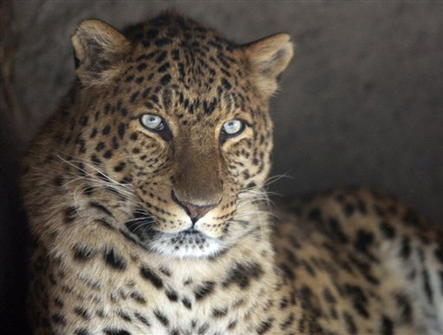 In this Dec. 23, 2009, file photo, snow is mirrored in the eyes of a cheetah in the outdoor enclosure of the zoo Hagenbeck in Hamburg. The Indian government plans to import cheetahs from Africa and introduce them into the country's grasslands, six decades after the fleet-footed feline was hunted here until it disappeared, officials said Monday Aug. 2, 2010. (AP Photo/Axel Heimken, File)