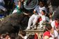bull_5099
