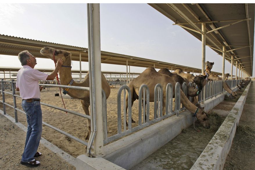 In this Tuesday, July 13, 2010, picture, Dr. Ulrich Wernery checks the health of a camel at the Camelicious farm in Dubai, United Arab Emirates. Camel milk has at least three times more vitamin C than a cow's and is considered an alternative for the lactose intolerant. Researchers, meanwhile, have studied possible roles in fighting bacteria, tumors and diabetes, as well as traditional uses such as a treatment for liver disease as part of folk medicine across the camels range from central Asia to North Africa. (AP Photo/Kamran Jebreili)