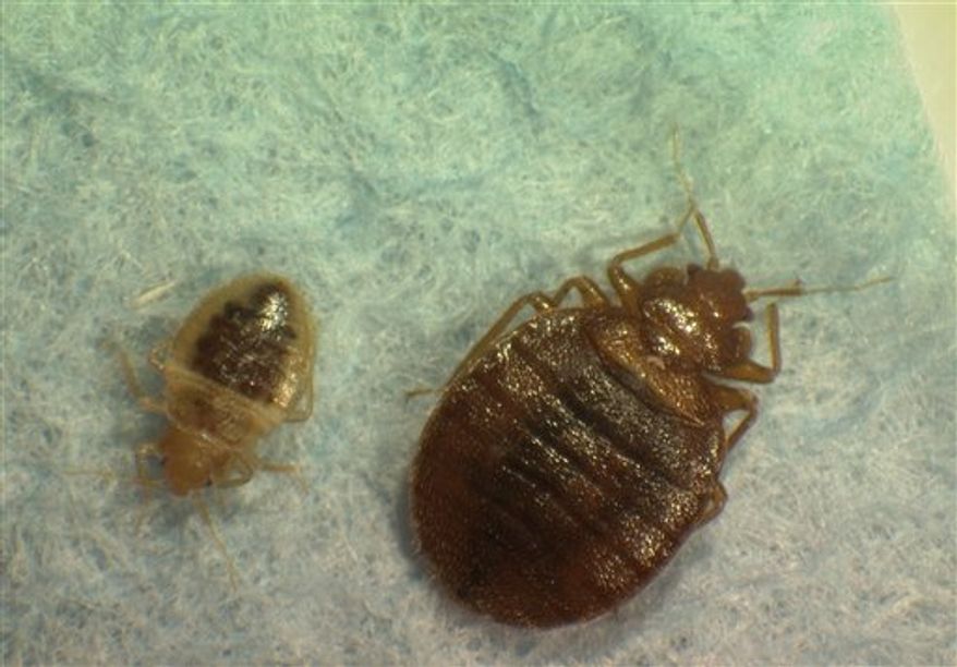 FILE - This 2008 file photo provided by Virginia Tech Department of Entomology shows mother and child bed bugs. Bedbugs have attacked a popular Times Square movie theater. The AMC Empire 25 was sprayed for the pests overnight and reopened Wednesday, Aug. 18, 2010. (AP Photo/Virginia Tech Department of Entomology, Tim McCoy) NO SALES