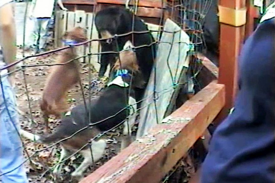 In an image from video provided by the Humane Society of the United States, dogs bark at a bear during a bear-baying exercise in South Carolina, the only state where the practice is legal. (Associated Press)