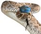 B3 Iran Rattler GG WEB.jpg