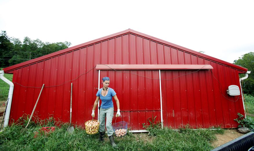 ASSOCIATED PRESS PHOTOGRAPHS
Sarah Black collects eggs at Springfield Farm in Sparks, Md. The farm in northern Baltimore County gets about 1,400 eggs each day from its 2,000 laying chickens.