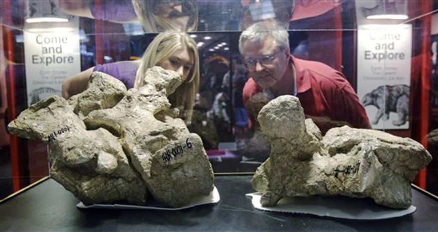 Glenn Storrs, right, curator of vertebrate paleontology at the Cincinnati Museum Center, looks at a dorsal rib fossil from a long-necked titanosaur, Thursday, Aug. 26, 2010, on display at the museum in Cincinnati. The fossils were discovered in a province in China and are making their United States debut at the museum center. (AP Photo/Al Behrman)