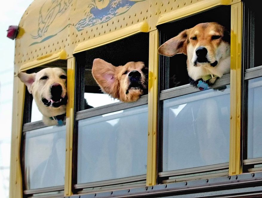 Ozzie (left), Joey (center) and Summer look out of bus windows as they ride to the Totally Dog Training and Day Camp in Homestead, Fla. Owners pay $200 for a four-day training session before the dog is introduced to the group at the camp. After that, camp costs $35 a day, which includes transportation and snacks. (Associated Press)