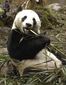 China_Panda_Birth.sff.jpg