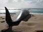 whale_6399