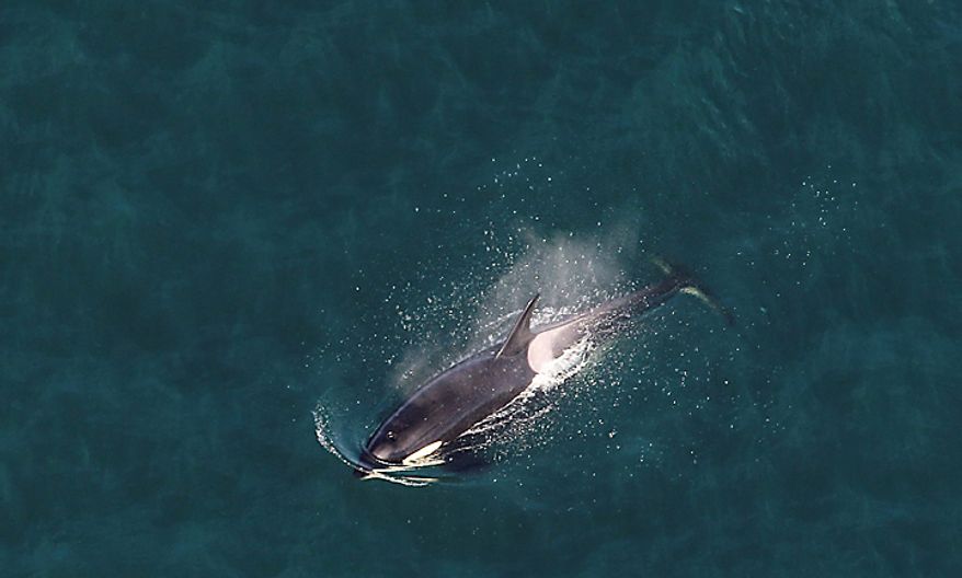 A killer whale is seen from the air aboard the Zeppelin airship "Eureka," near San Juan Island, Wash., Wednesday, Sept. 8, 2010. (AP Photo/Ted S. Warren)