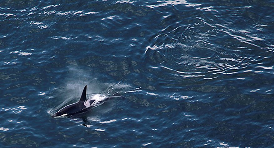 A killer whale is seen from the air aboard the Zeppelin airship "Eureka," near San Juan Island, Wash., Wednesday, Sept. 8, 2010. (AP Photo/Ted S. Warren)