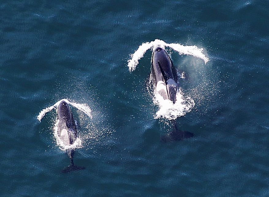 Two killer whales are seen from the air aboard the Zeppelin airship "Eureka," near San Juan Island, Wash., Wednesday, Sept. 8, 2010. (AP Photo/Ted S. Warren)