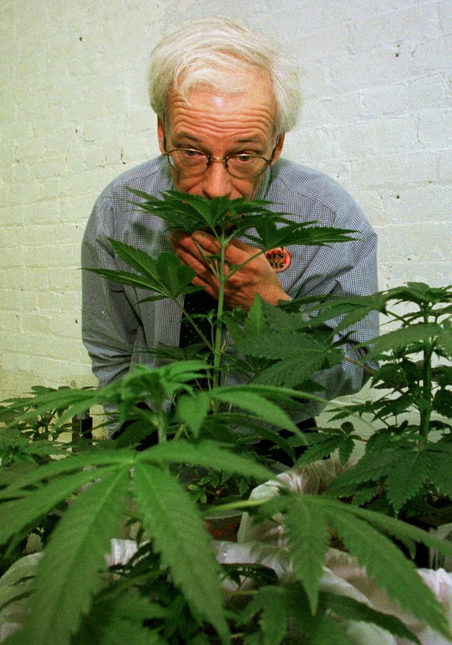 ** FILE ** In this Jan. 14, 1997, file photo, Denis Peron, founder of the Cannabis Cultivators Club, smells a northern lights marijuana plant in the club's growing room in San Francisco. (AP Photo/Eric Risberg, File