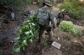 Marijuana Legalizatio_Lea.jpg