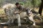 APTOPIX_South_Africa_White_Lion.sff.jpg